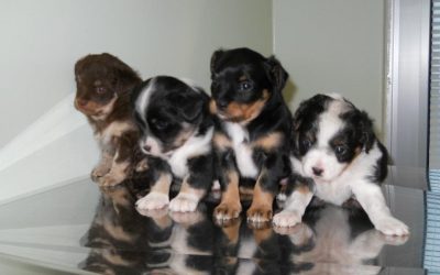 Applicazione del microchip