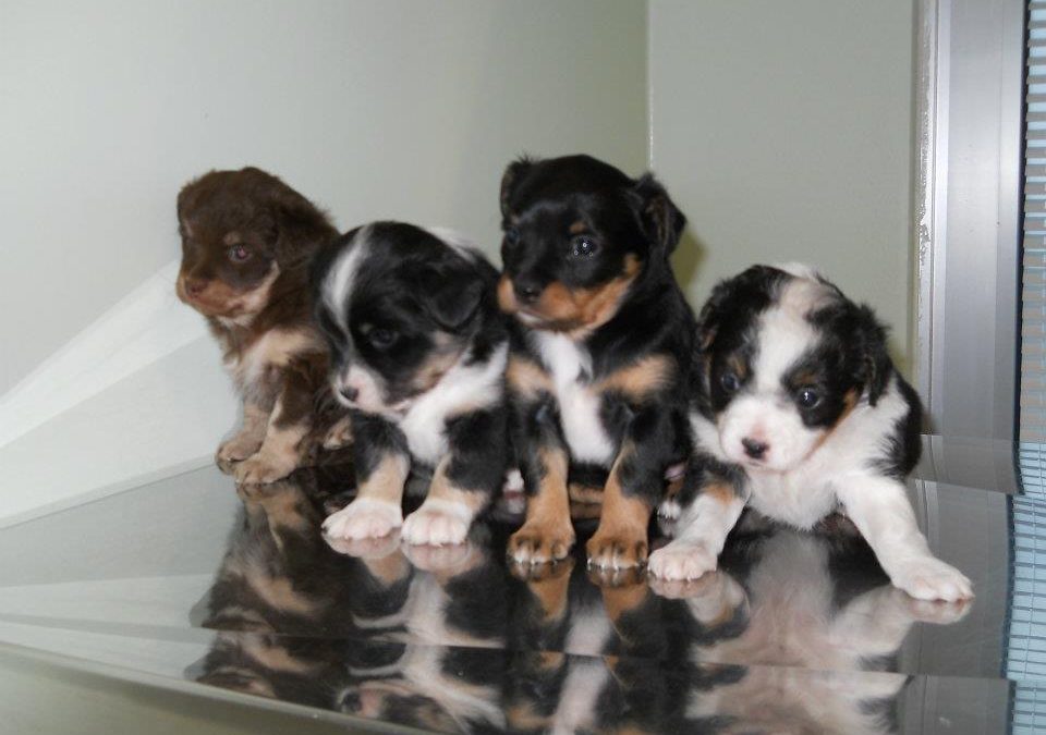 Applicazione del microchip