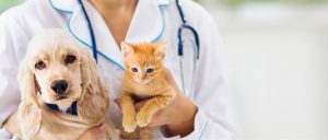 Veterinario Madruzzo