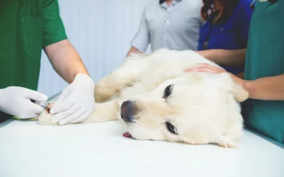 Sterilizzazione e castrazione di cani e gatti